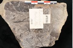 Foto (Detailansicht) von Podocarpus hochstetteri Ettingshausen (NHMW-GEO-2024-0188-10114)